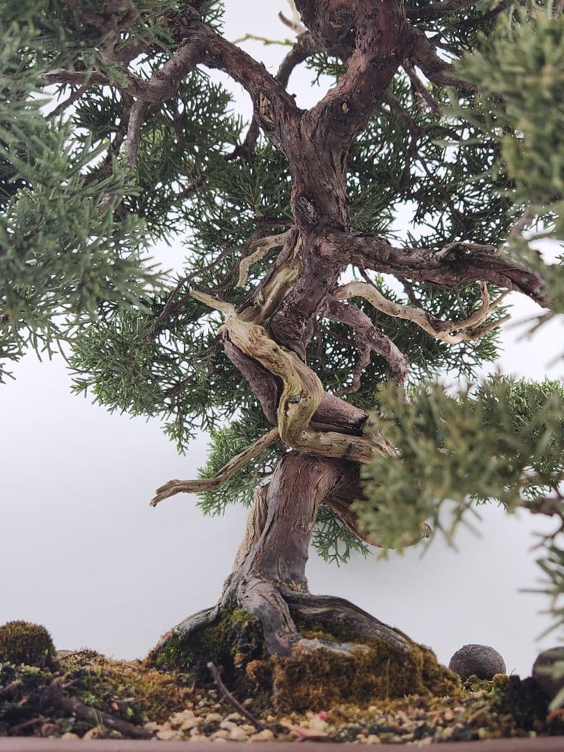 お正月セール 10日まで中品 糸魚川真柏盆栽 五葉松盆栽 真柏盆栽 懸崖 真柏