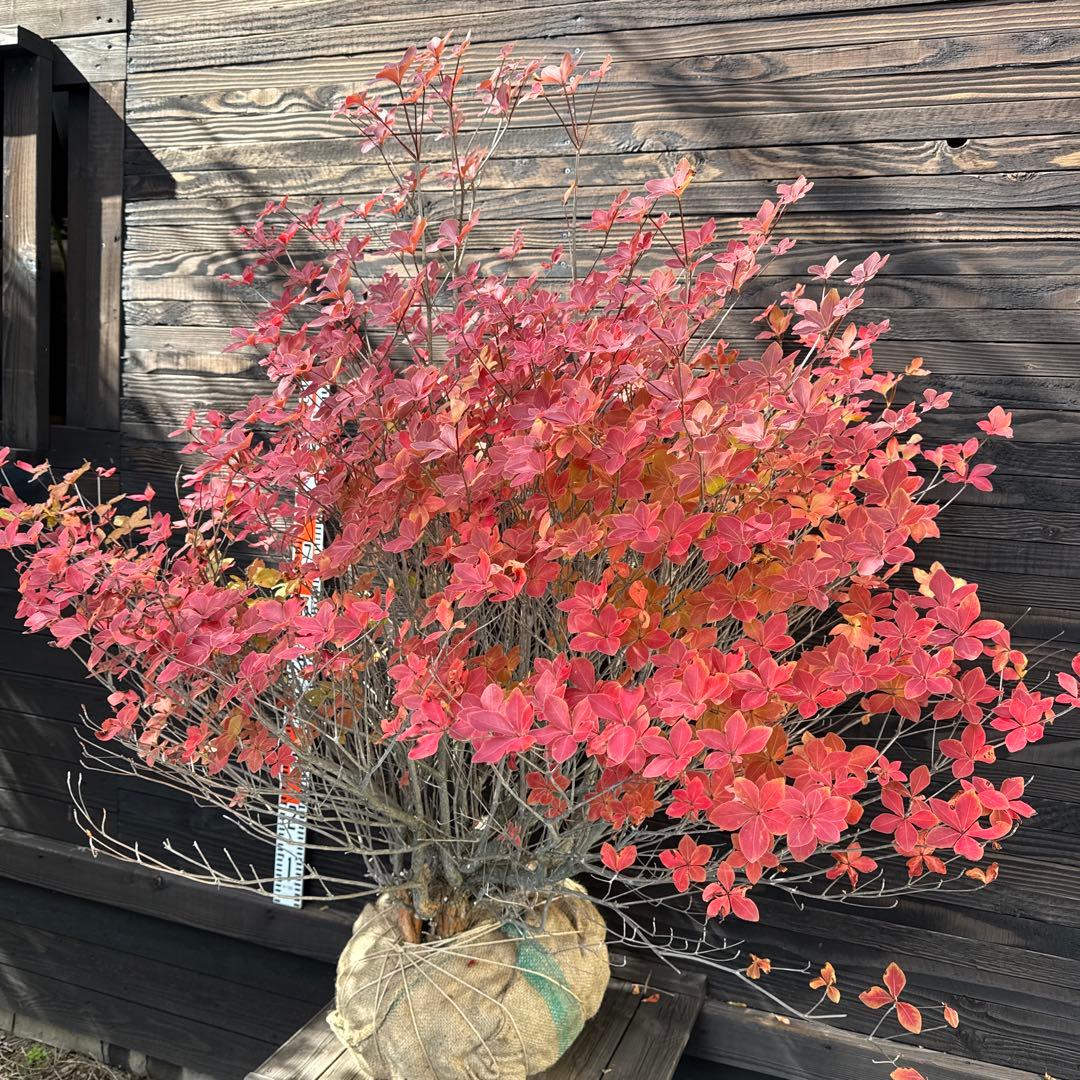 シロヤシオツツジ/特大株【現品発送】管理70740