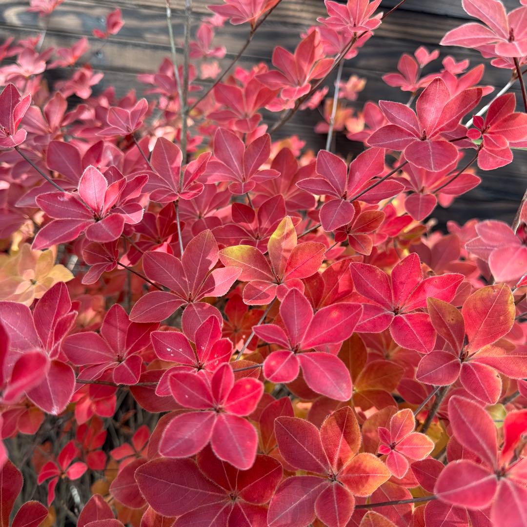 シロヤシオツツジ/特大株【現品発送】管理70740