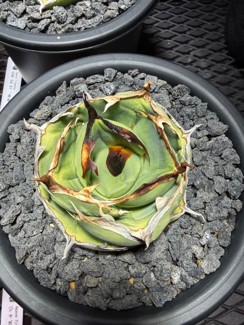 アガベチタノタ　ジャガーノート