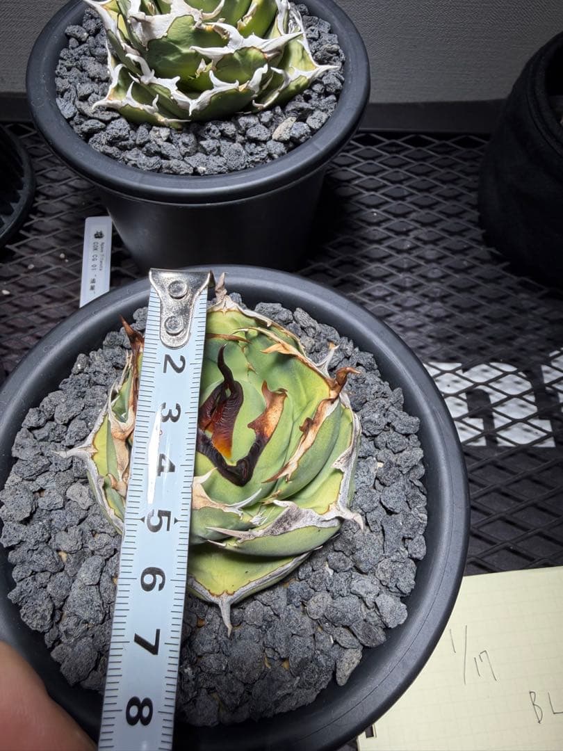 アガベチタノタ　ジャガーノート