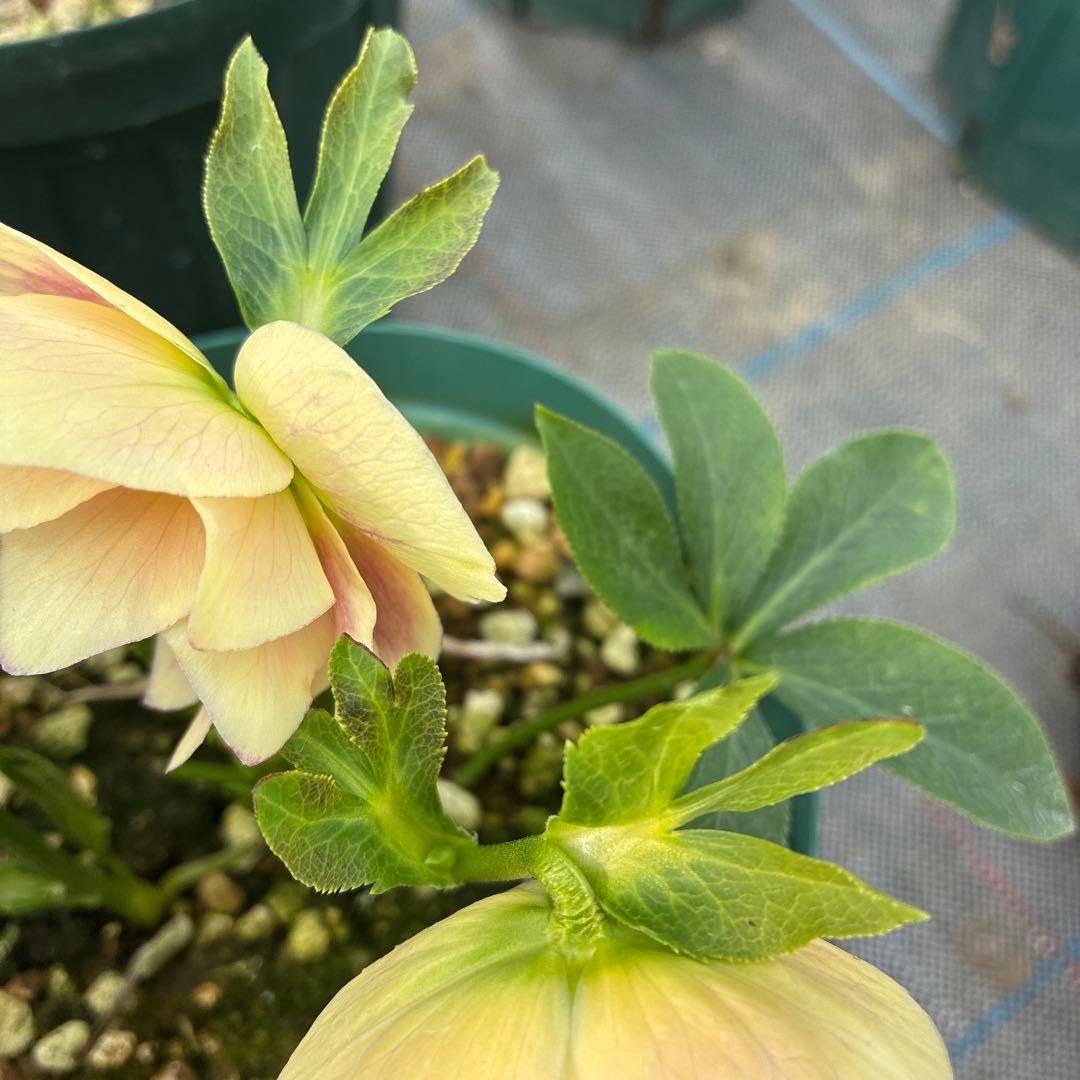 専用⭐︎　クリスマスローズ　難あり　イエローグラデーション　５寸