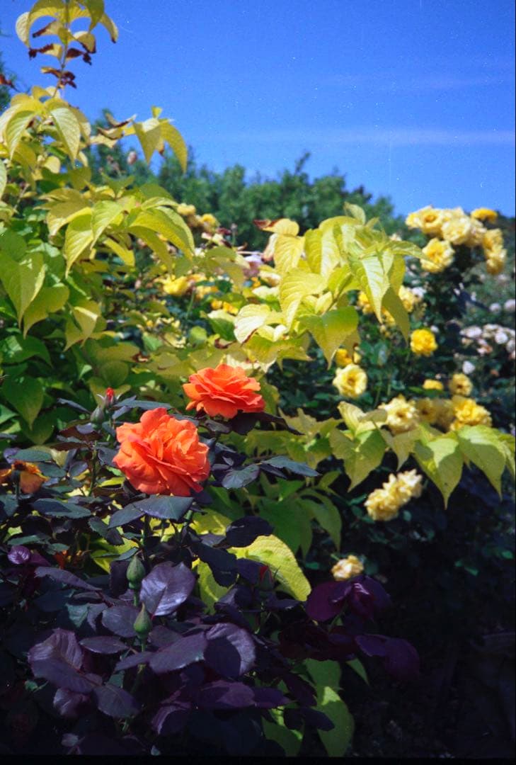 OLYMPUS 35RC 製備品、テスト撮影済　247037