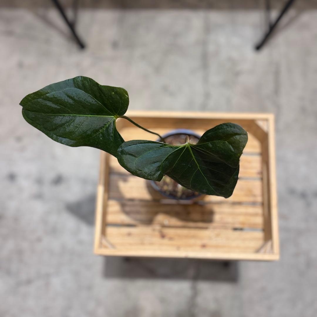 K*N様 30 アンスリウム　サブシグネイタム　原種　激レア　色濃いめ　株分可能