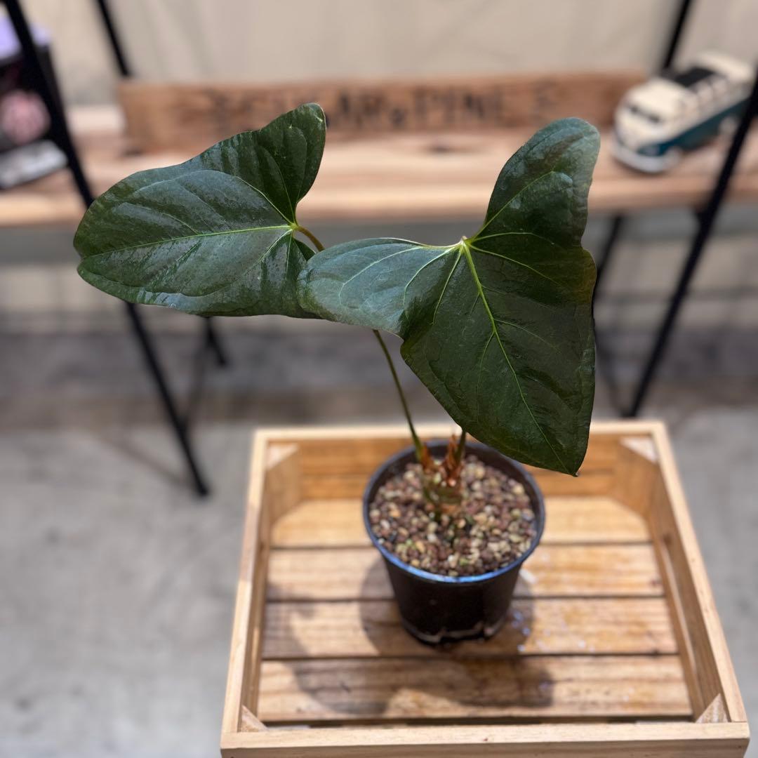 K*N様 30 アンスリウム　サブシグネイタム　原種　激レア　色濃いめ　株分可能