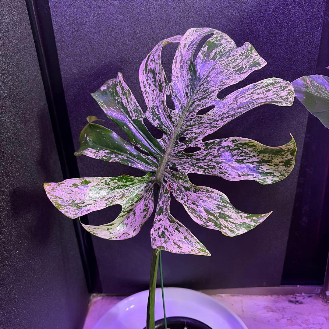 や*す様 超美株❣️モンステラデリシオーサ　サイアム　ミント‼️節多い個体です❣