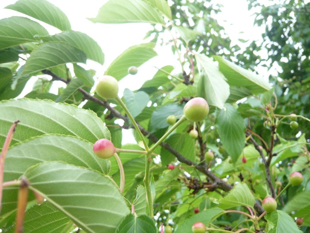 【動作確認済】LUMIX DMC-FX55 (Panasonic )