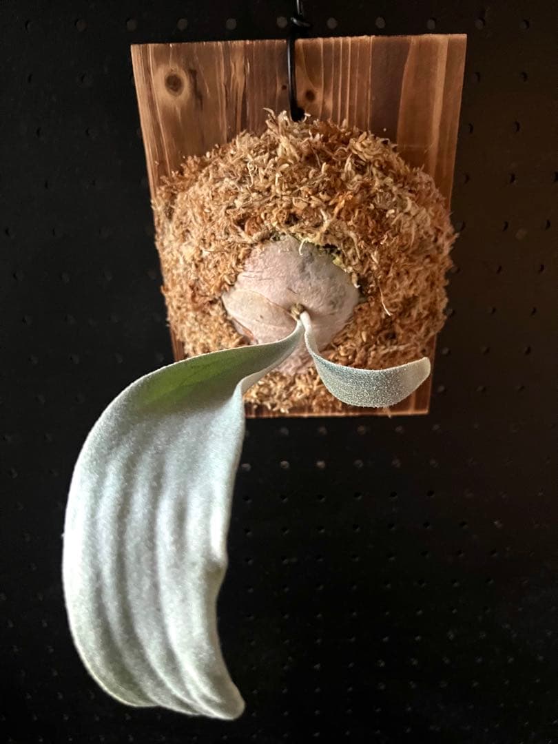 ビカクシダ P.veitchii High Finger Wide Leave ILF OC