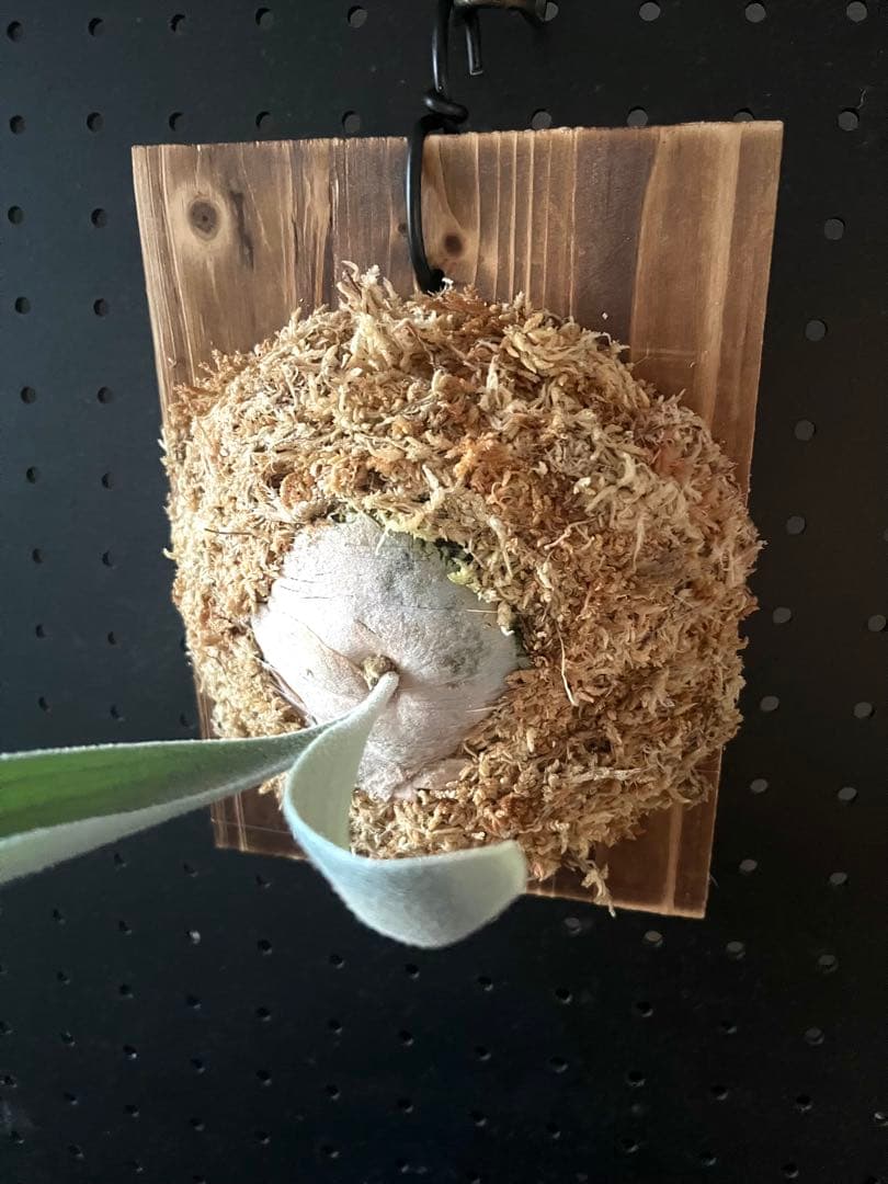 ビカクシダ P.veitchii High Finger Wide Leave ILF OC