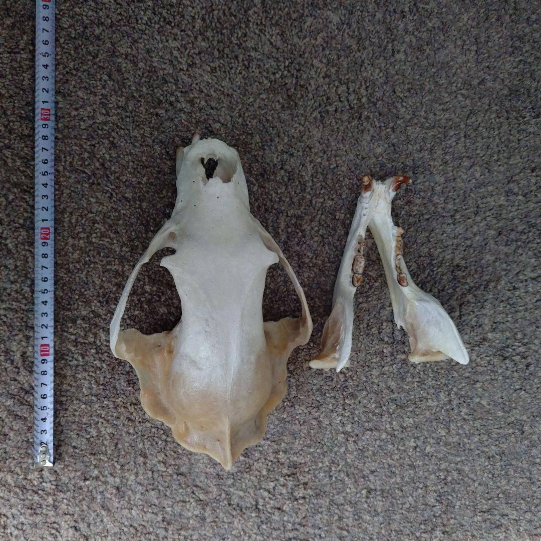 狩猟で獲ったツキノワグマ頭骨 約30cm