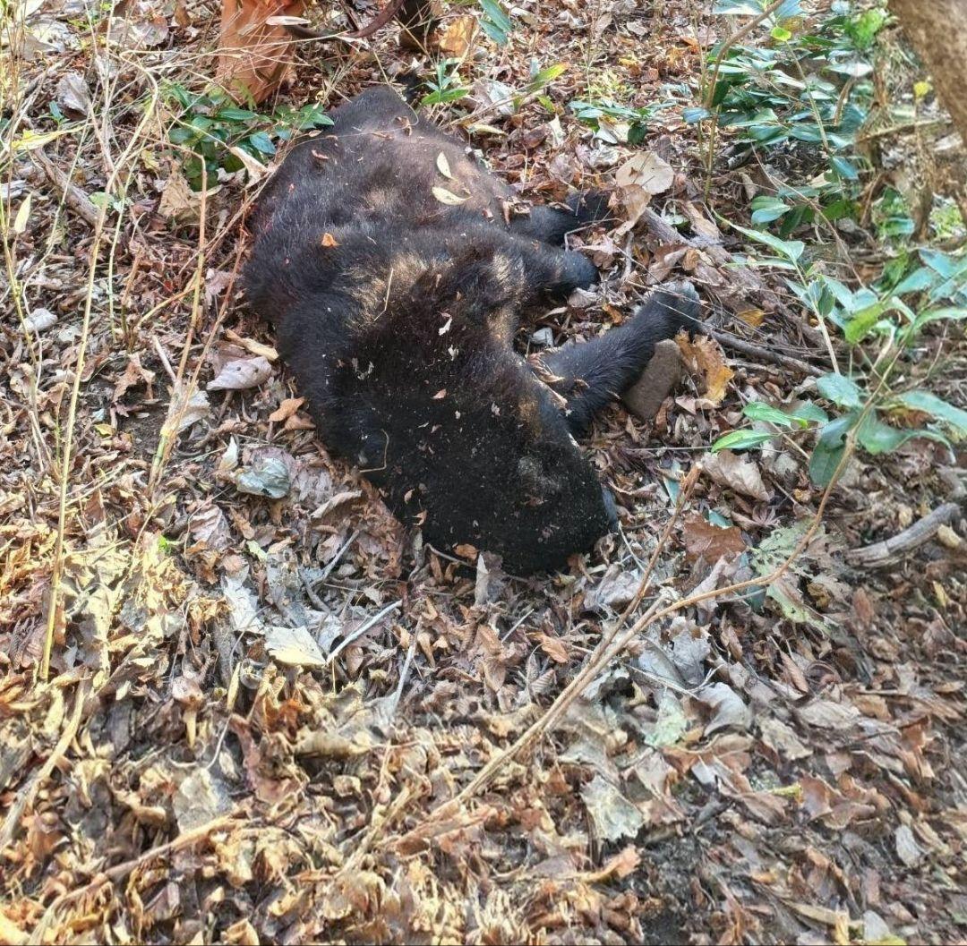 狩猟で獲ったツキノワグマ頭骨 約30cm