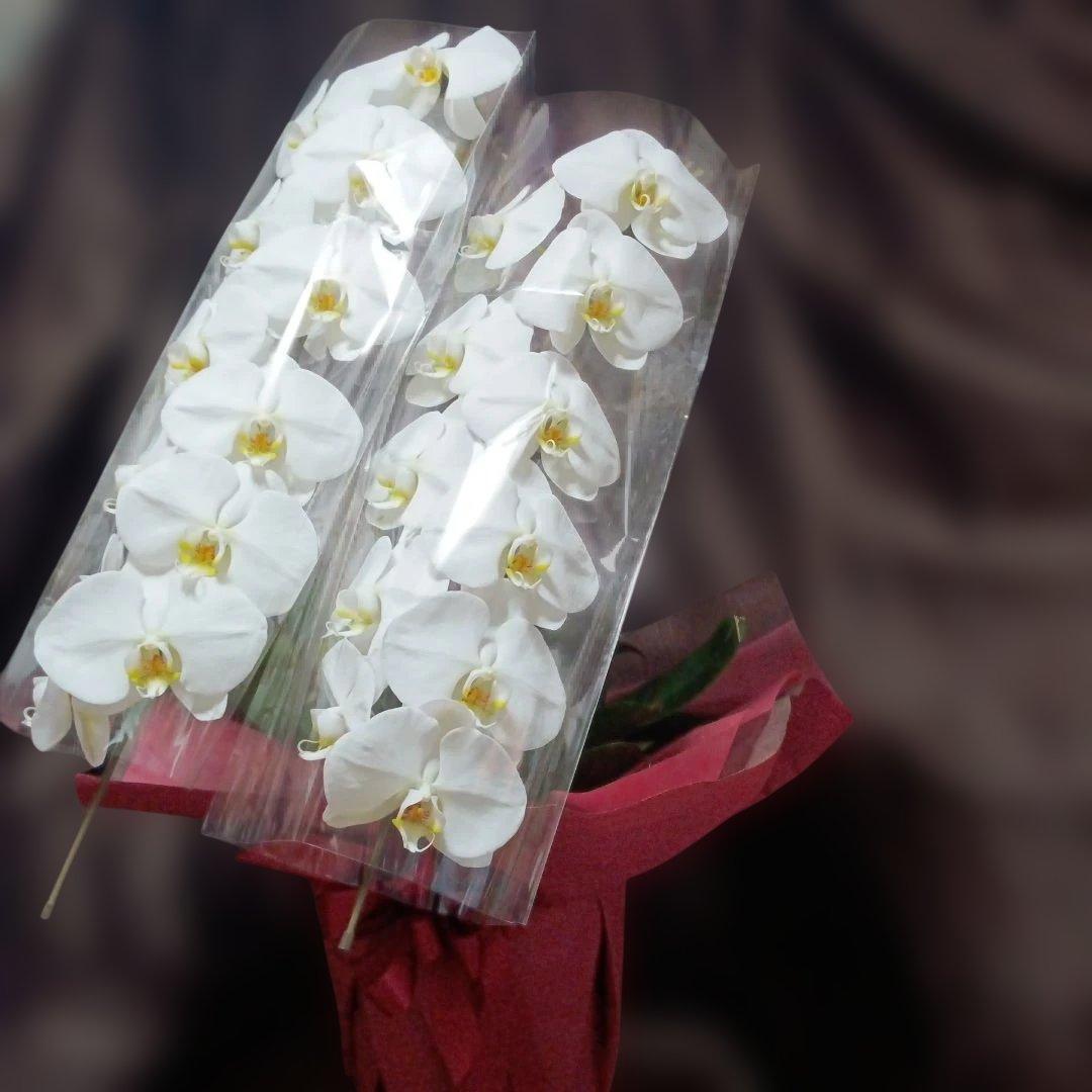 チャチャ　胡蝶蘭　生花　花鉢