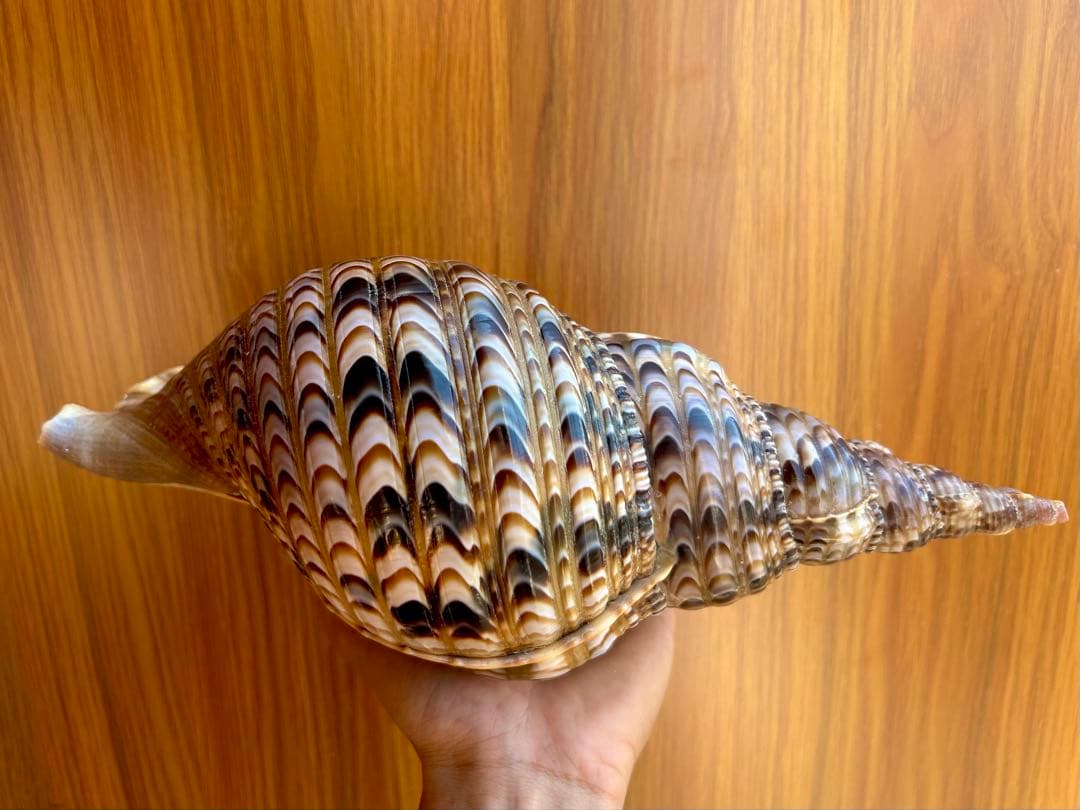 法螺貝35.5cm 蓋付