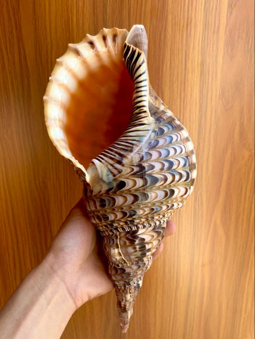 法螺貝35.5cm 蓋付