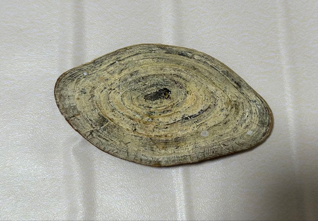 法螺貝35.5cm 蓋付