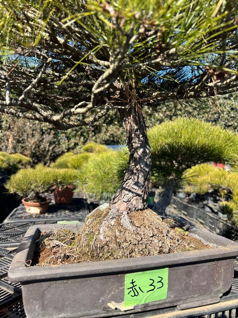 赤松盆栽　極上　33