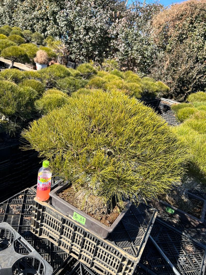 赤松盆栽　極上　33