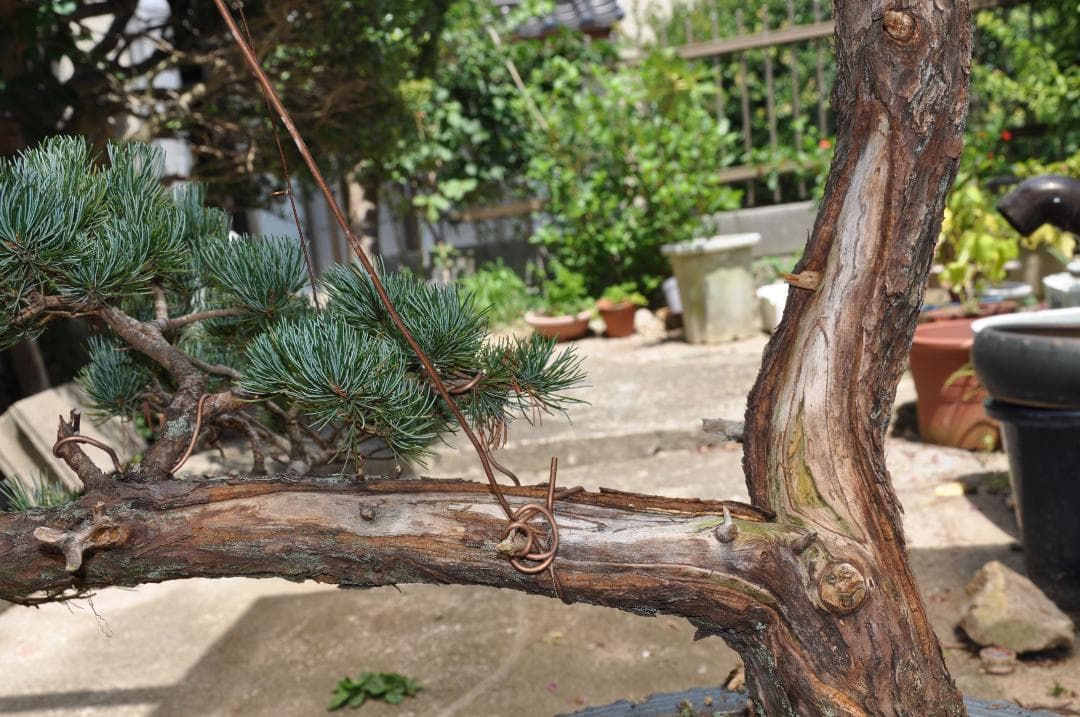 大型盆栽：四国石鎚系八房五葉松／山取後50年以上