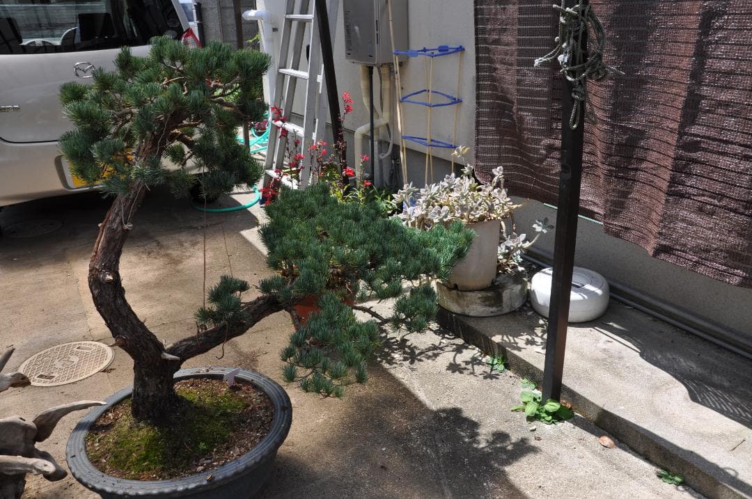 大型盆栽：四国石鎚系八房五葉松／山取後50年以上