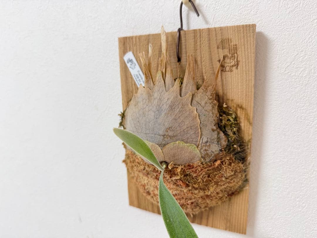 オリジナル 子株 veitchii wild ABN #A ビカクシダ OC