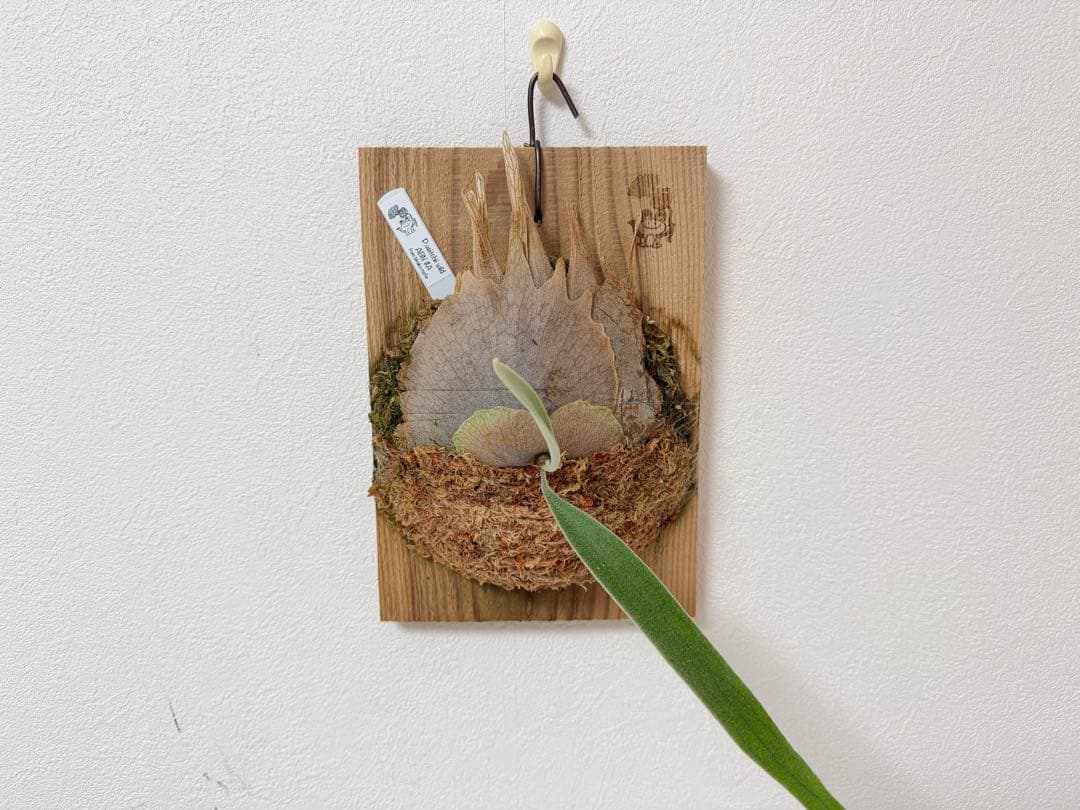 オリジナル 子株 veitchii wild ABN #A ビカクシダ OC