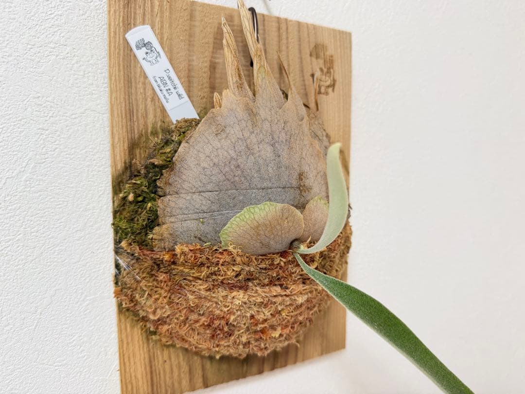 オリジナル 子株 veitchii wild ABN #A ビカクシダ OC