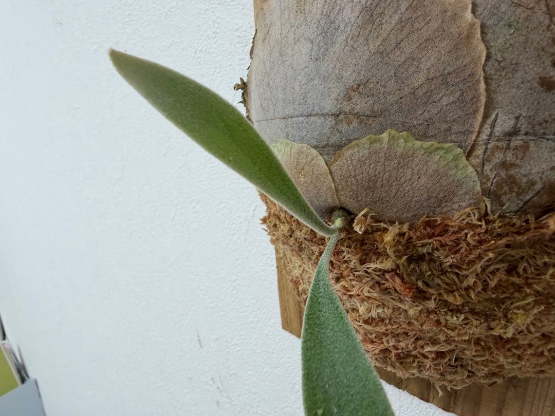 オリジナル 子株 veitchii wild ABN #A ビカクシダ OC