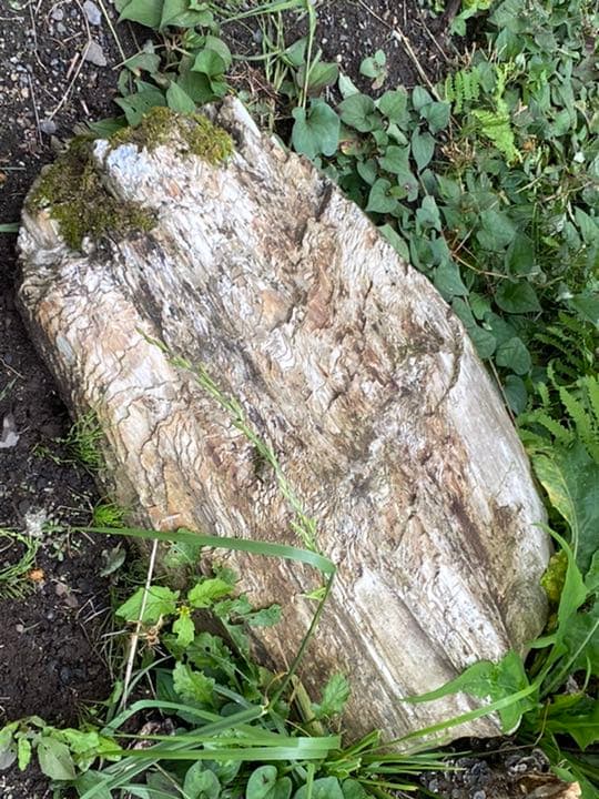 超希少　コケ付 木化石