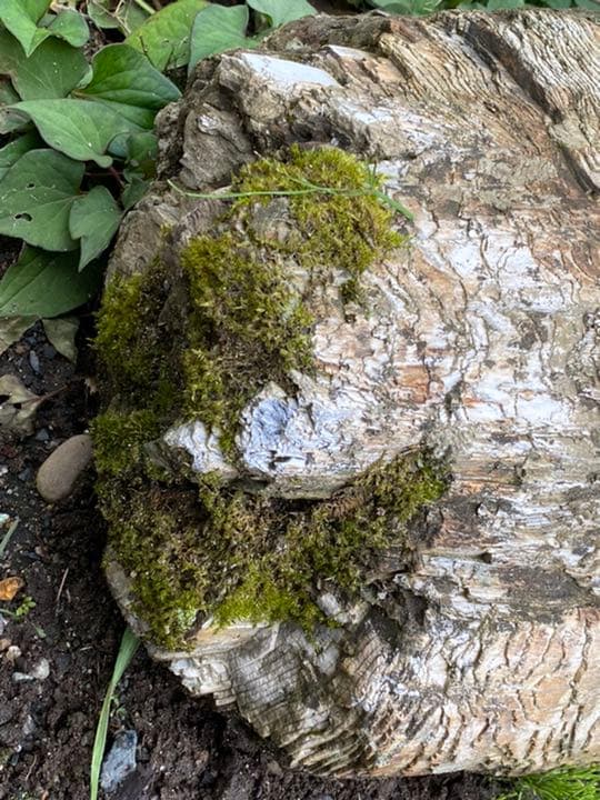 超希少　コケ付 木化石