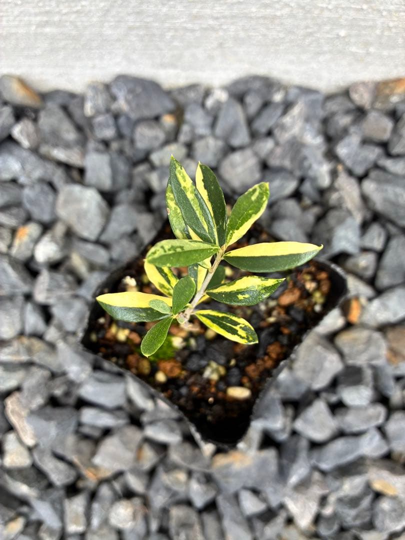 斑入りオリーブ苗　⑤