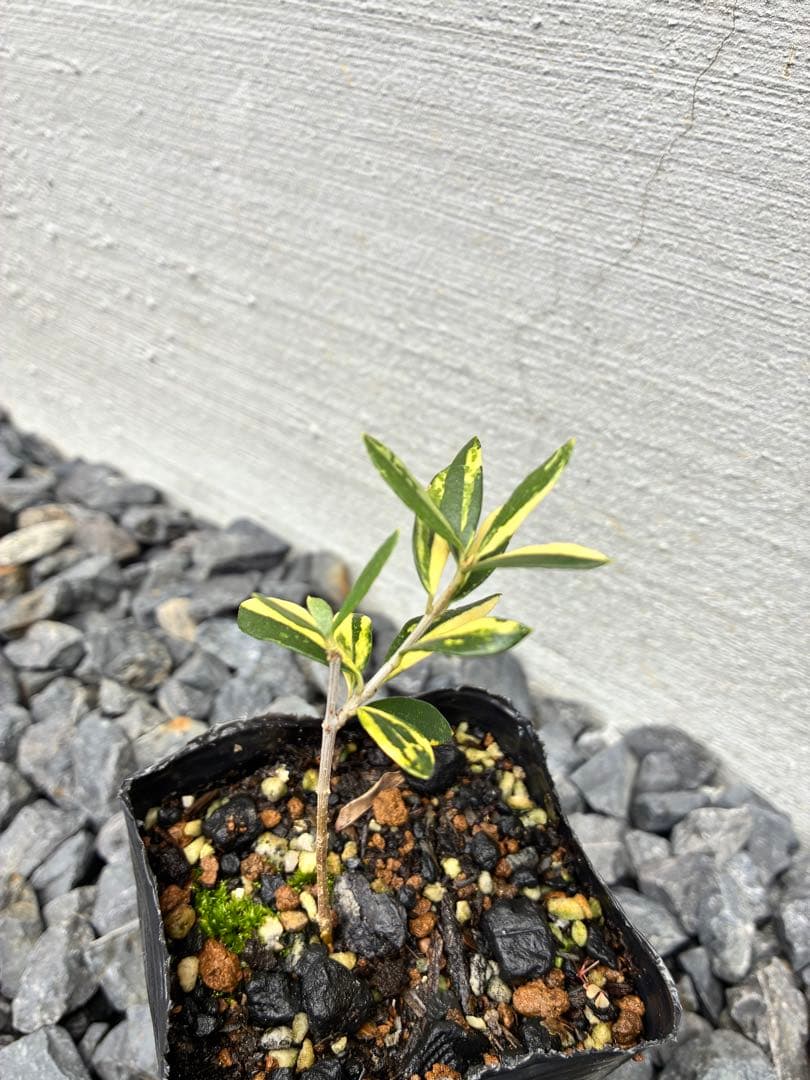 斑入りオリーブ苗　⑤