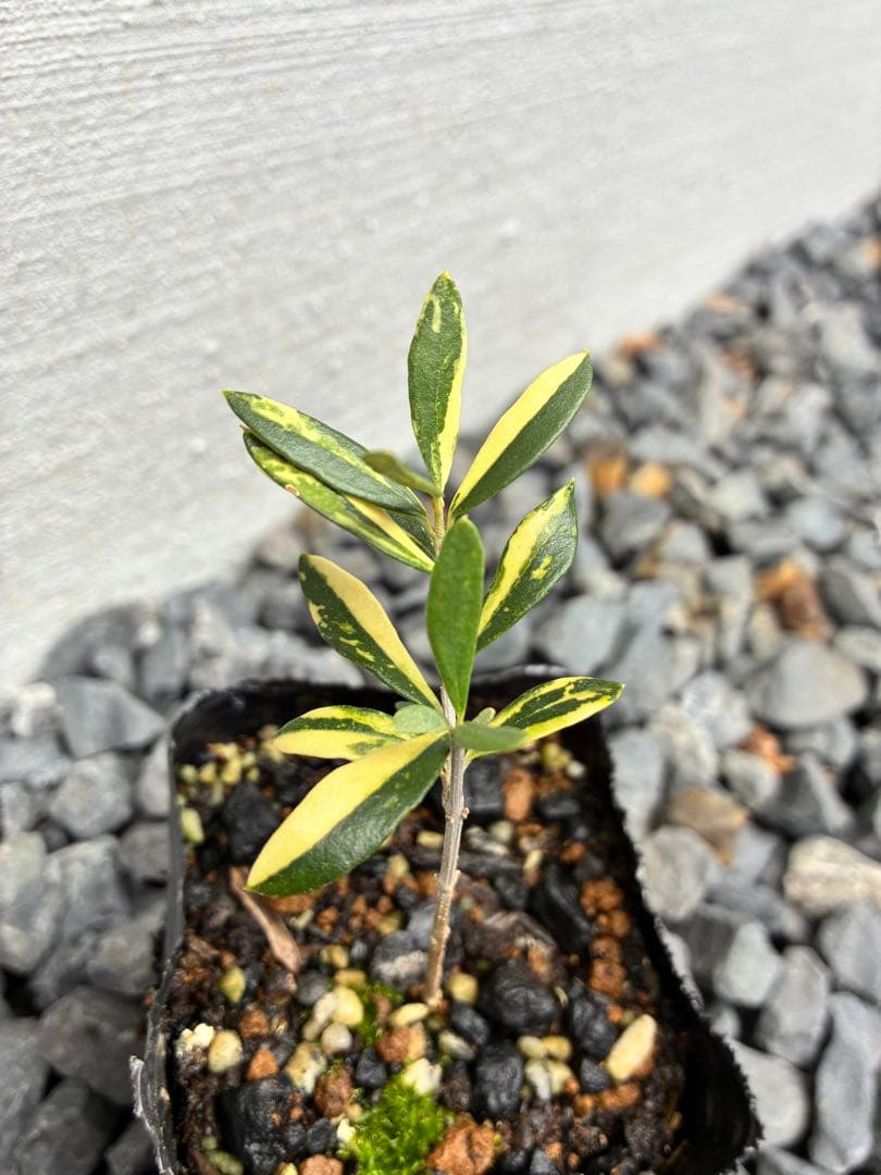 斑入りオリーブ苗　⑤