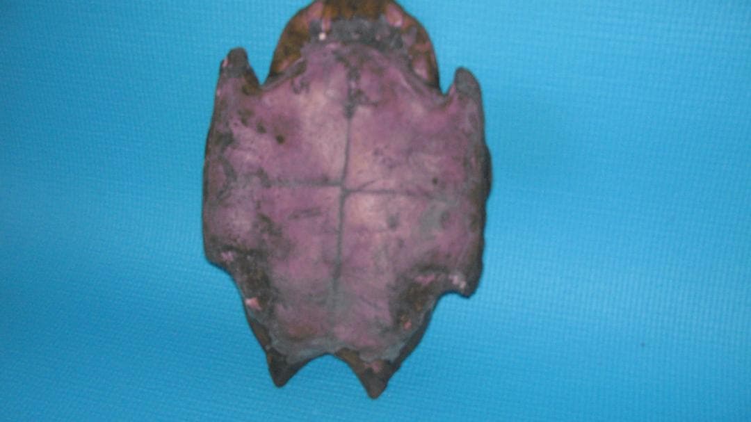 原産国不明亀甲髑髏装飾面