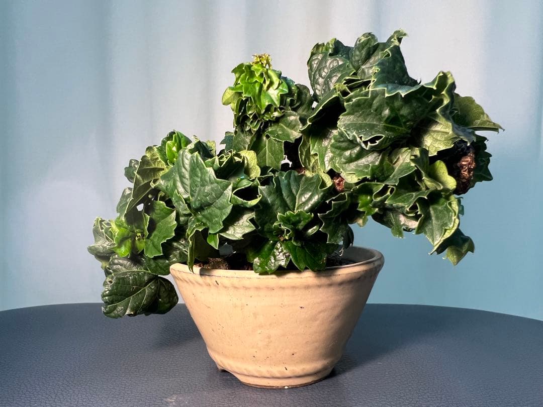 竜神蔦　中型 盆栽 陶器鉢 緑の葉