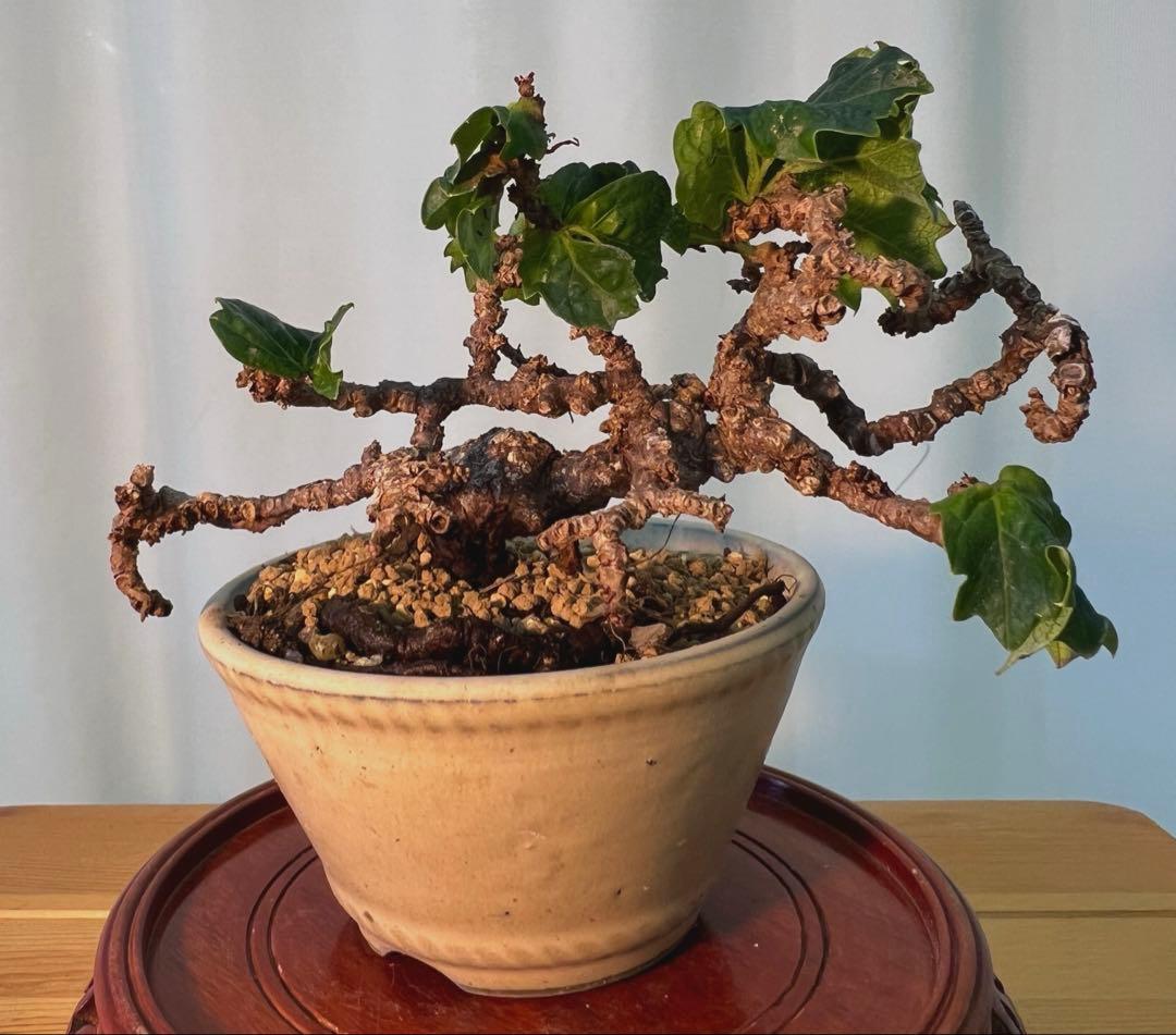 竜神蔦　中型 盆栽 陶器鉢 緑の葉