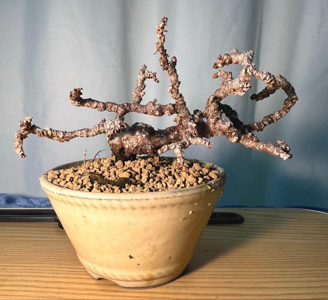 竜神蔦　中型 盆栽 陶器鉢 緑の葉