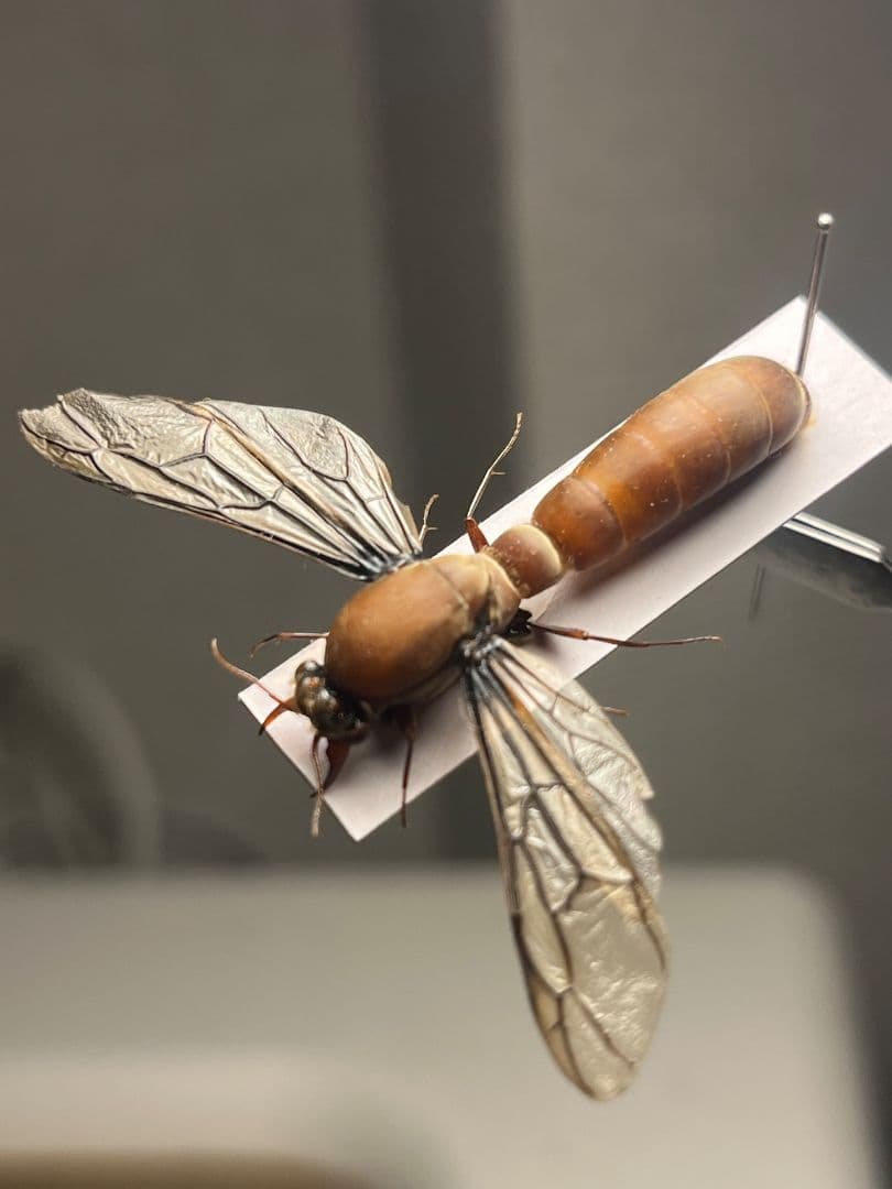 【開翅標本】サスライアリの一種 ドライバーアリ Dorylus fulvカマキリ