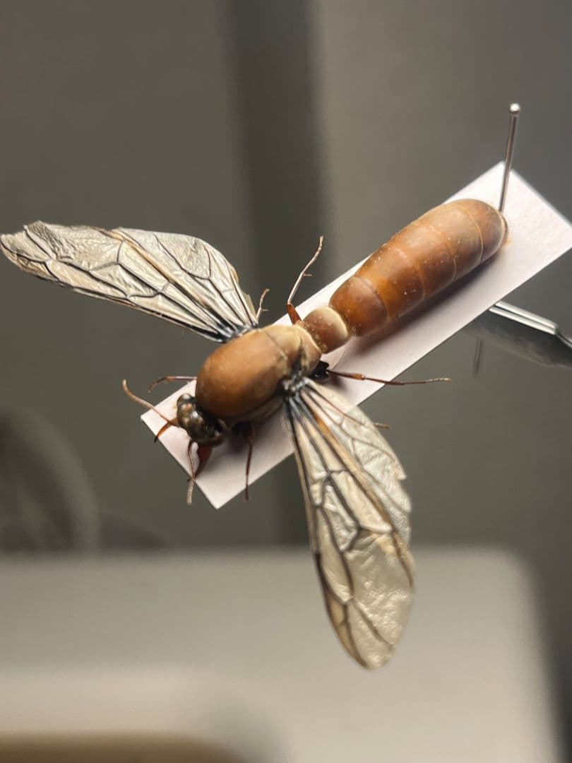 【開翅標本】サスライアリの一種 ドライバーアリ Dorylus fulvカマキリ