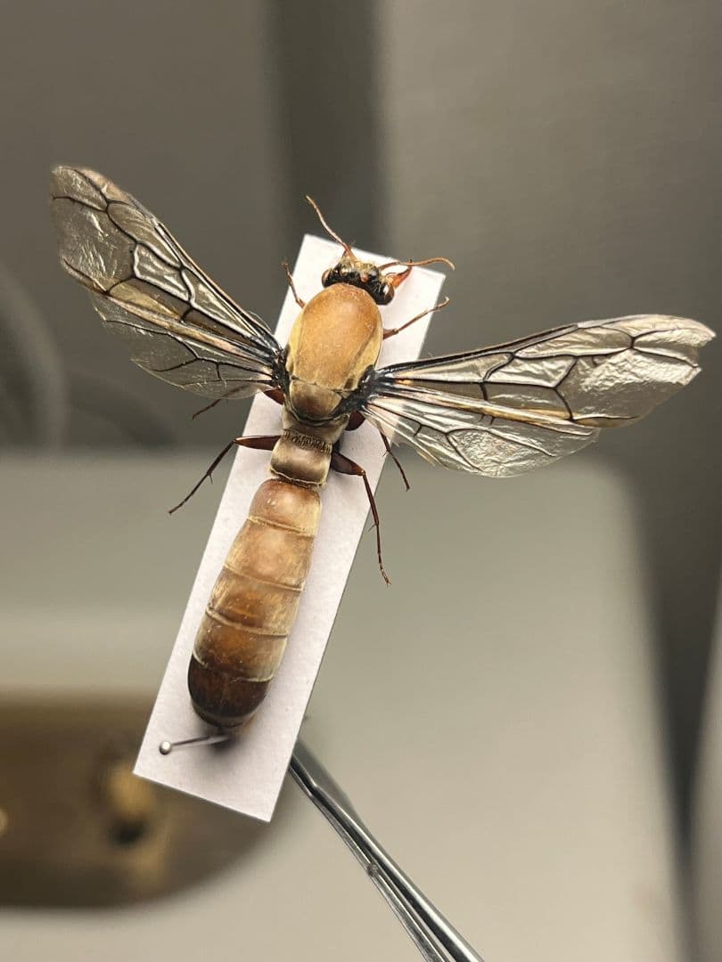 【開翅標本】サスライアリの一種 ドライバーアリ Dorylus fulvカマキリ