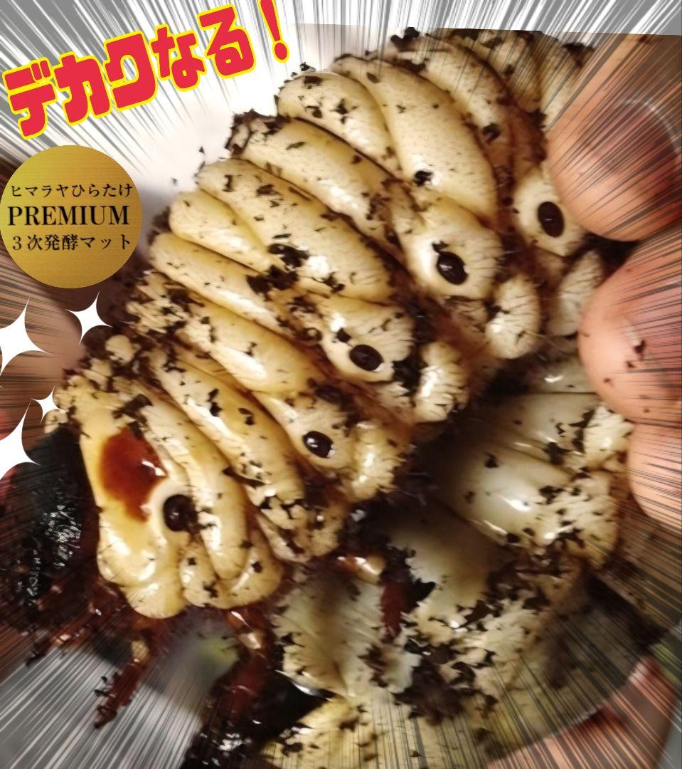 カブトムシ幼虫がビッグに！プレミアム3次発酵マット【90リットル】産卵にも抜群！