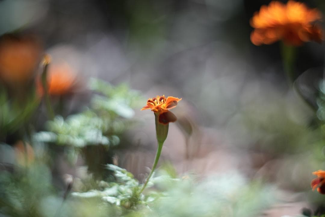 KMZ PO-2-2M 75mm f2 ライカM改 虹ゴースト グルグルボケ