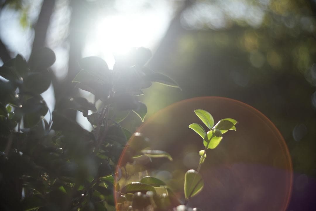 KMZ PO-2-2M 75mm f2 ライカM改 虹ゴースト グルグルボケ