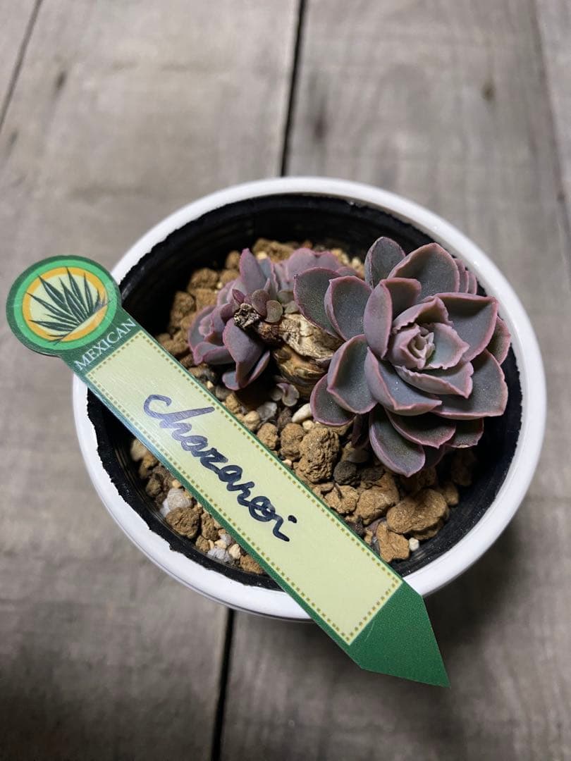 リクエスト出品　原種　群生チャザロイ　Chazaroi エケベリア 紫色