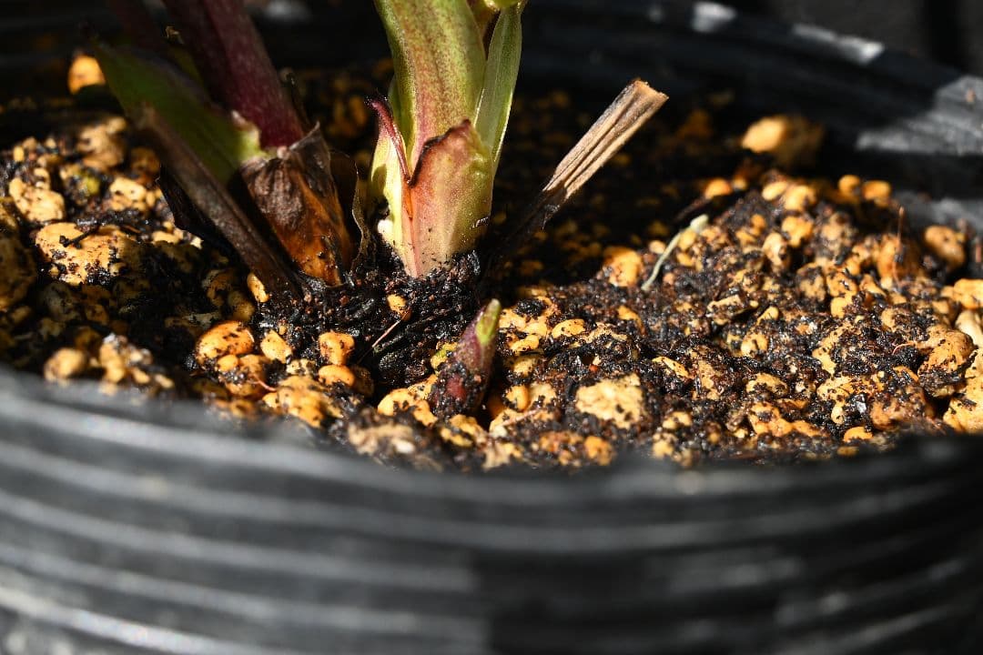 クリスマスローズ　認定Wild　Collection　加藤農園