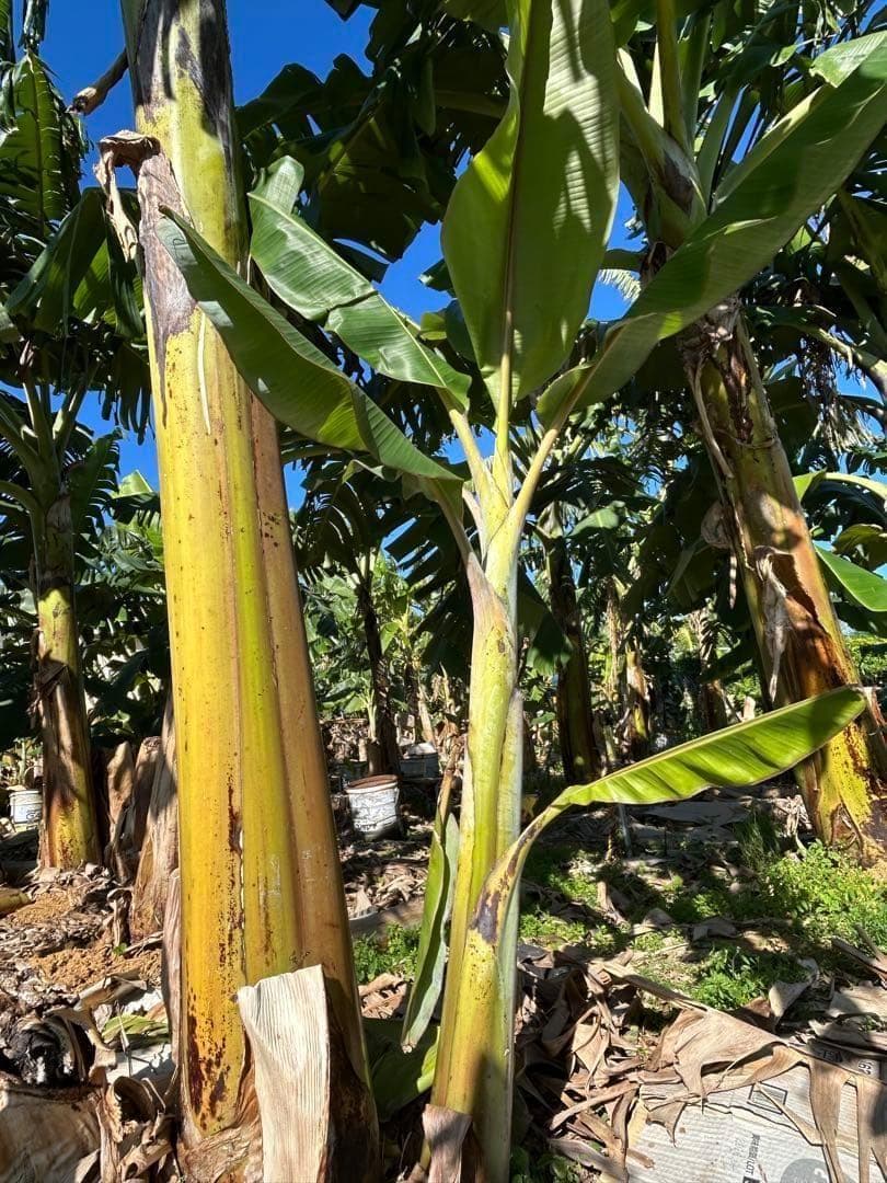 最後1苗◆銀バナナ、160㎝巨大苗＝価格破壊◆TVで紹介、圧倒的な糖度・耐寒強