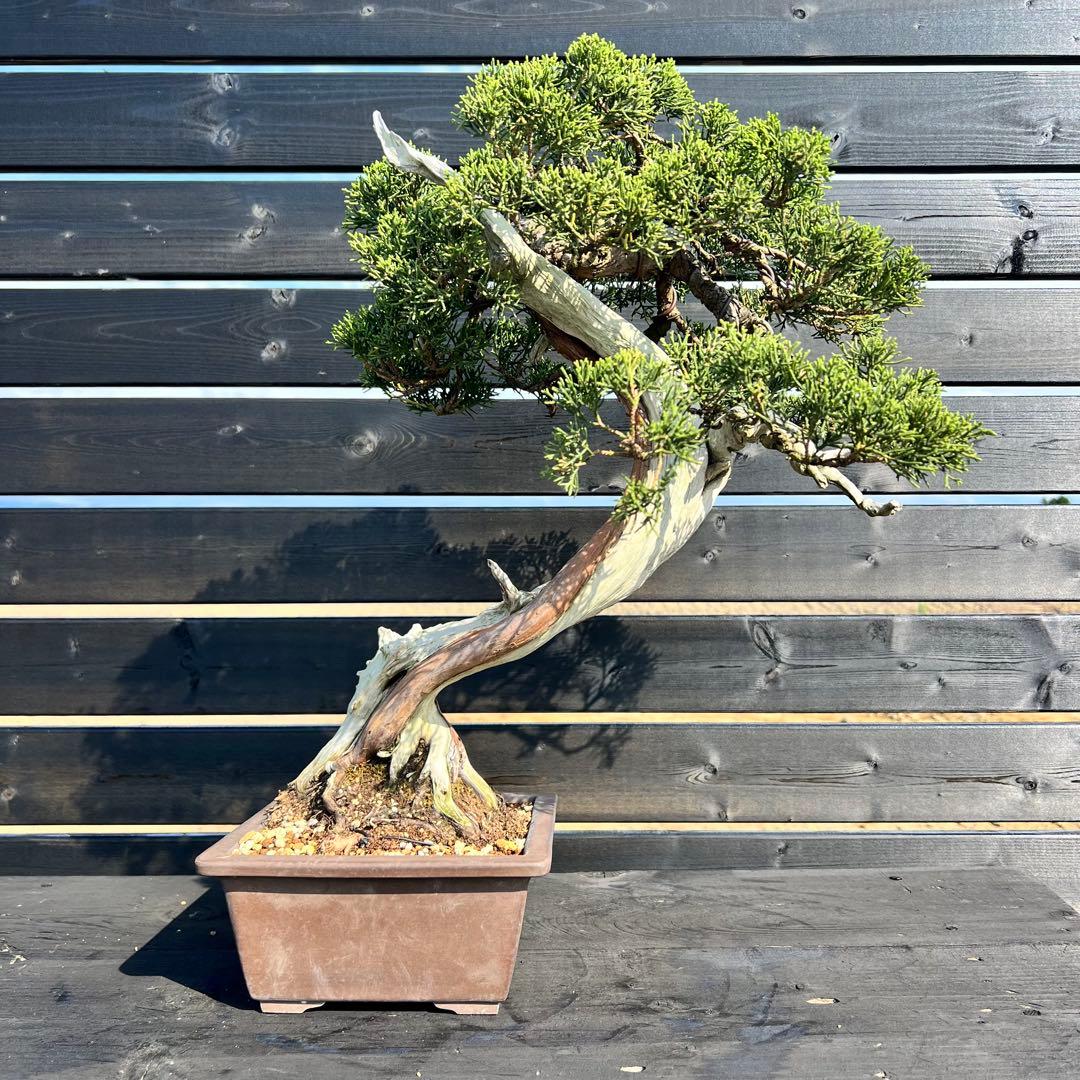 山採り 真柏 山木 捻転