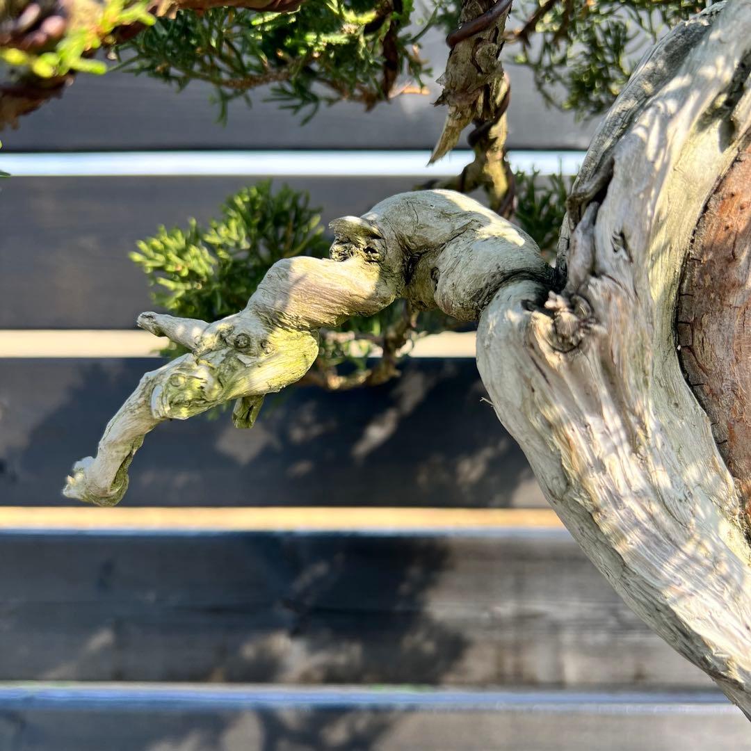 山採り 真柏 山木 捻転