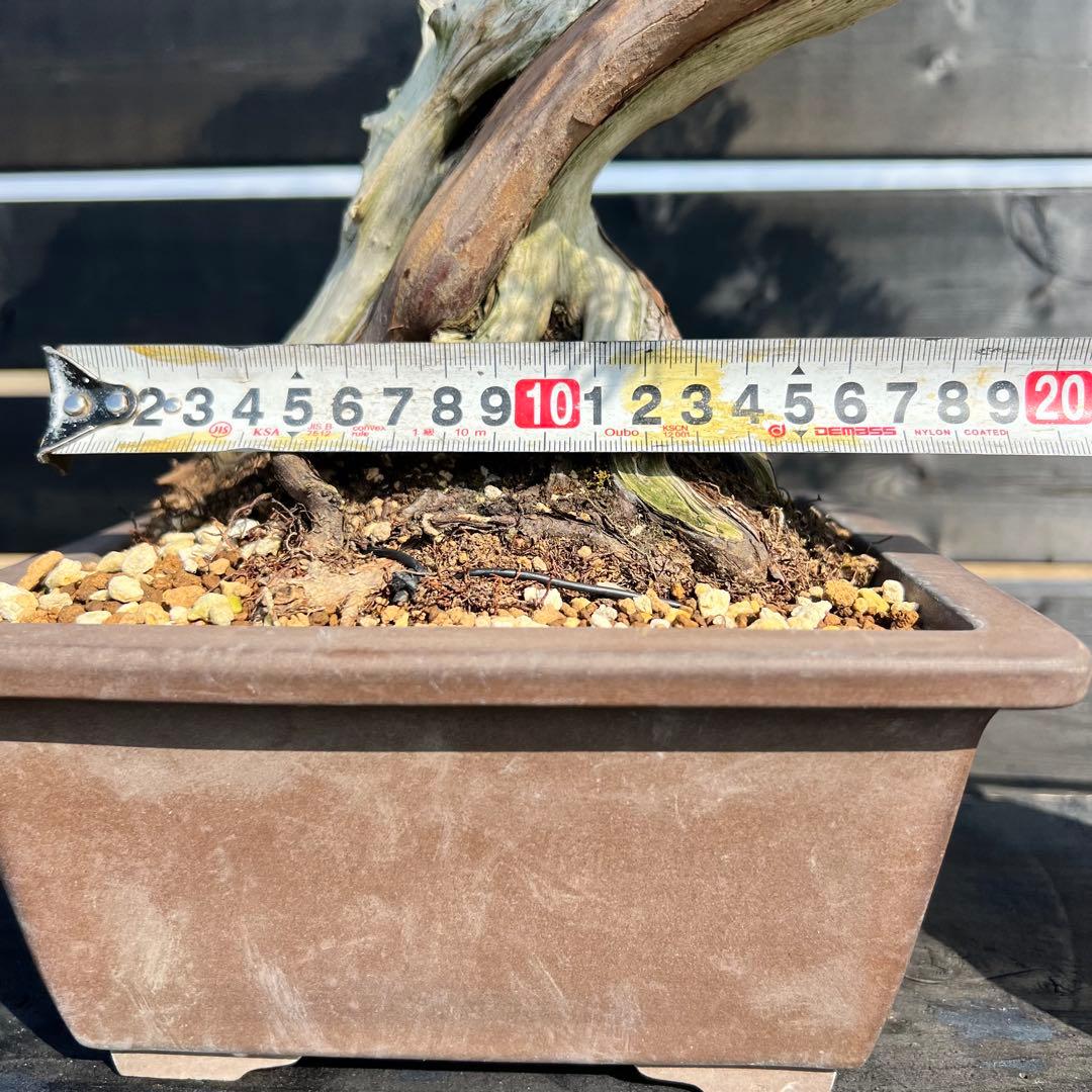 山採り 真柏 山木 捻転