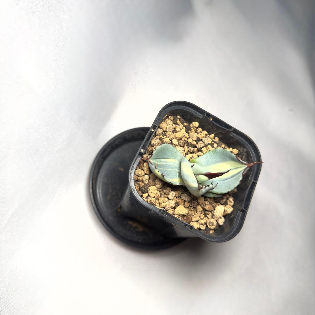 天*神様 激レア　アガベ　パリー　トランカータ　縞斑　バリエガータ　斑入り