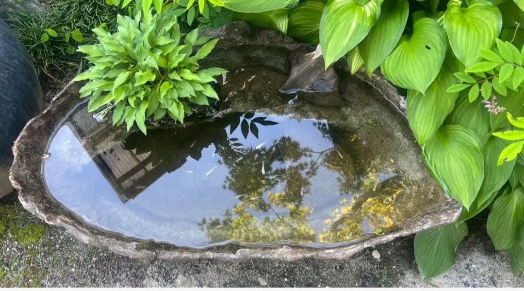 自然石風 水鉢　めだかの館オリジナル一品手作りメダカ鉢　横幅約73㎝